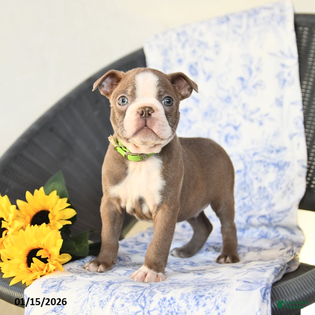 Boston Terrier dogs for sale: Clifford - Ad 1