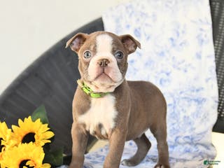 Boston Terrier dogs for sale: Clifford - Ad 3