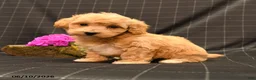 Maltipoo dogs for sale: Robin - Ad 2