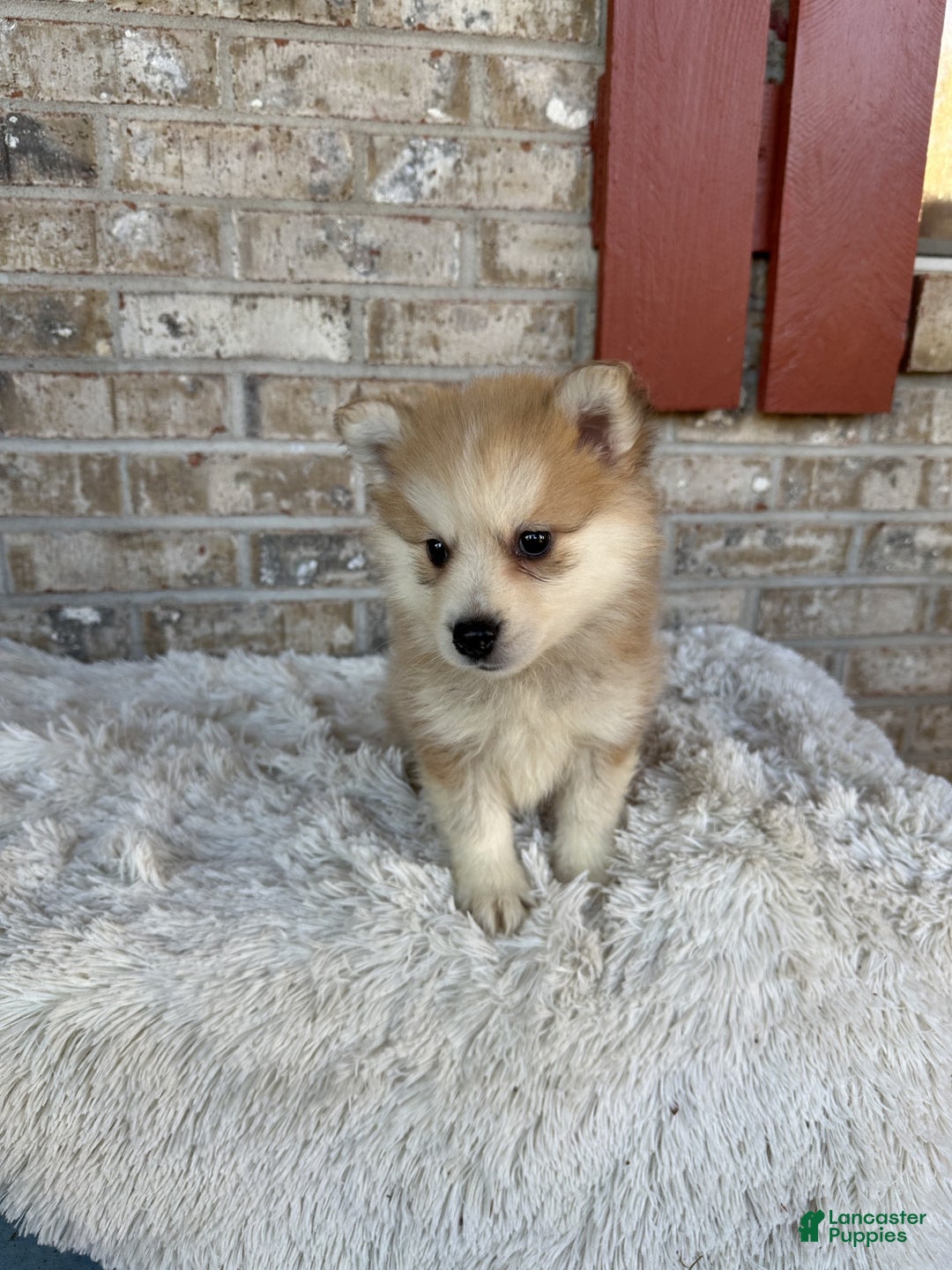 Pomsky dogs for sale: Captain - Ad 4