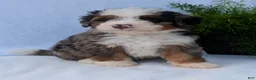 Mini Bernedoodle dogs for sale: Mini Louie  - Ad 27