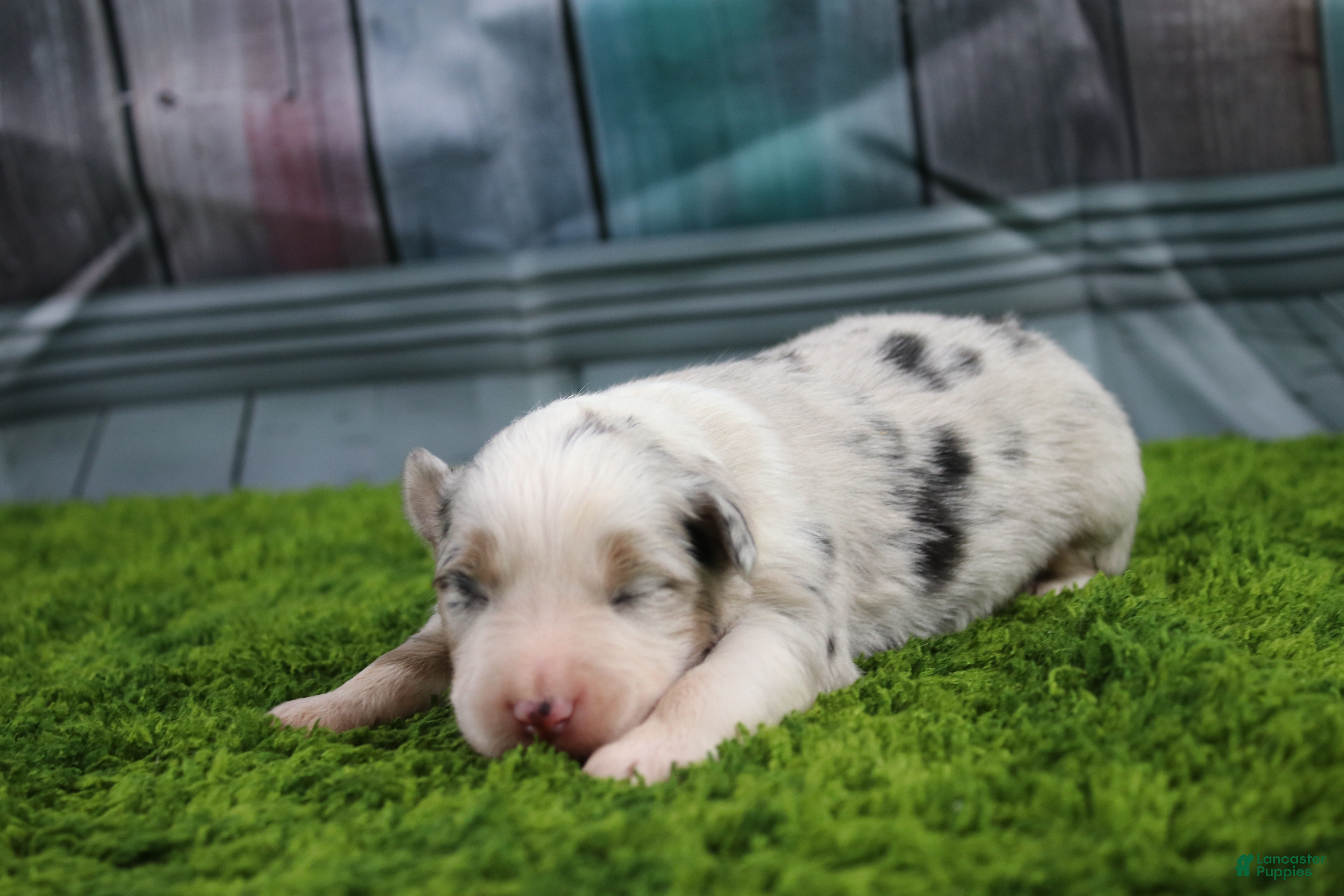 Australian Shepherd dogs Australian Shepherd Puppy 1 - Ad 2