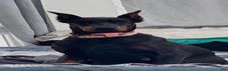 Doberman Pinscher dogs for sale: Doberman Pinscher 1 - Ad 6