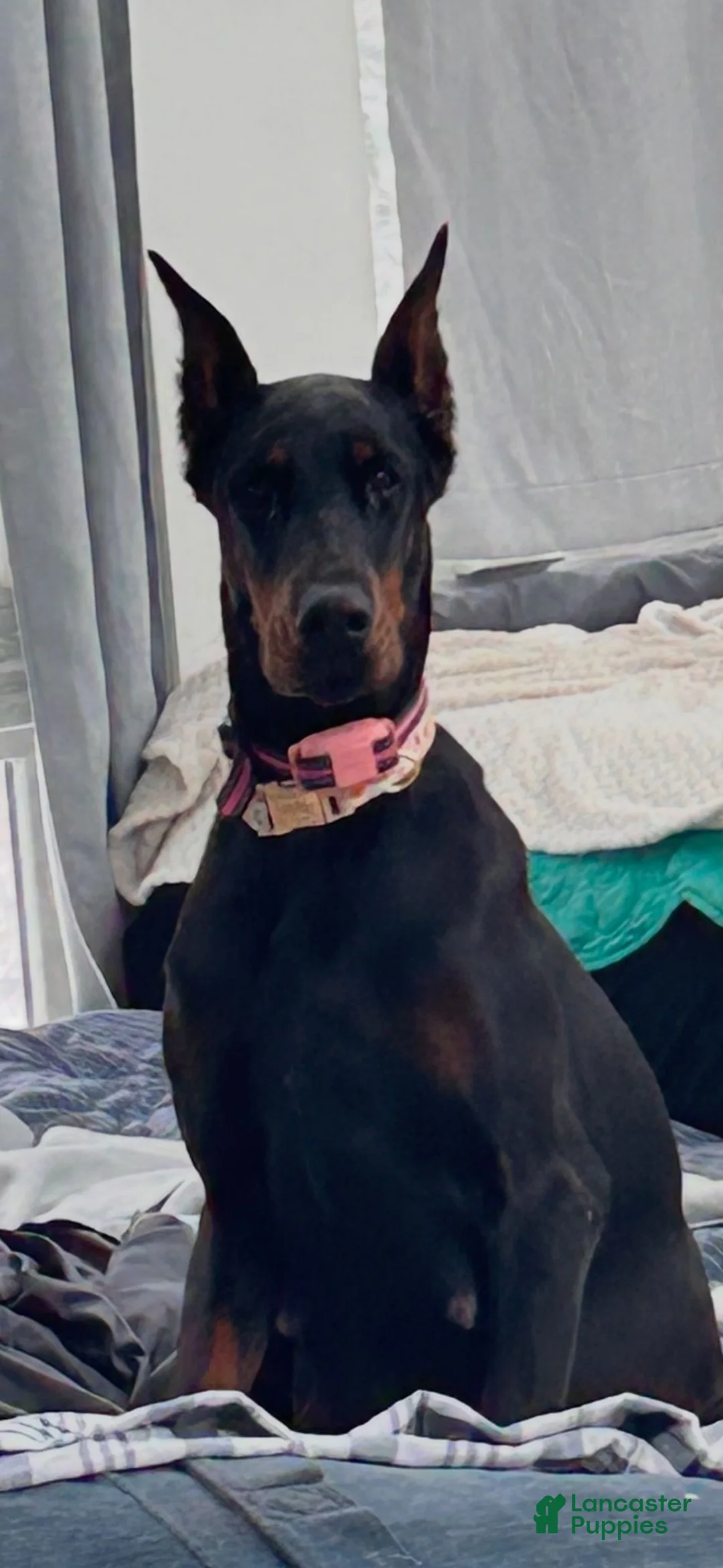 Doberman Pinscher dogs for sale: Doberman Pinscher 1 - Ad 6