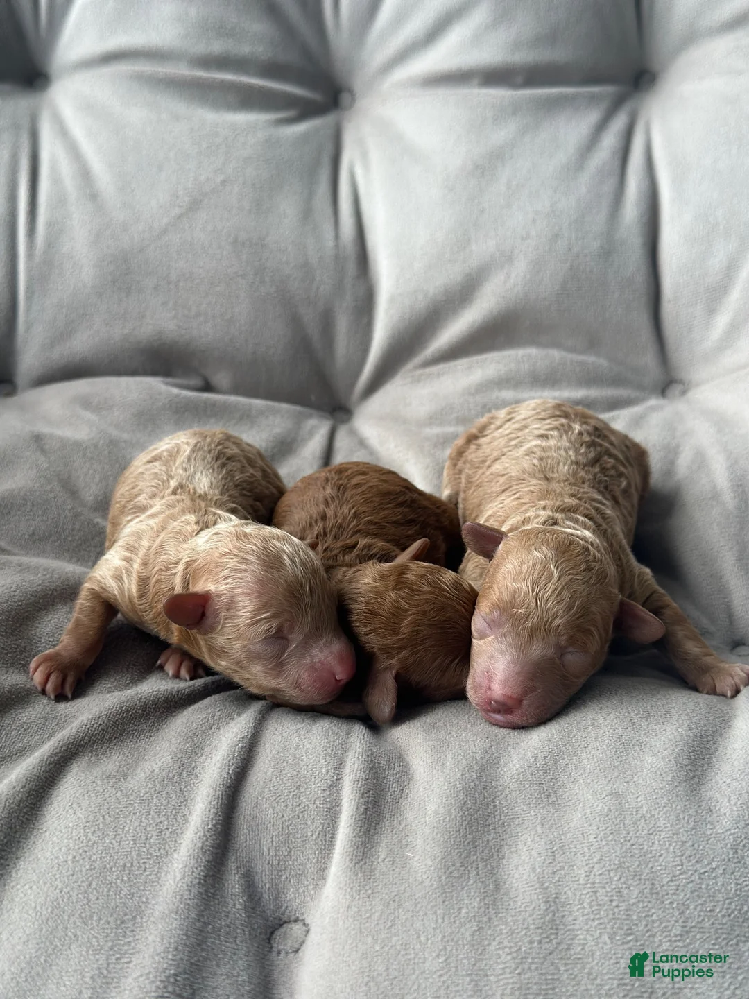 Toy Poodle dogs for sale: AKC Pearl - Ad 2