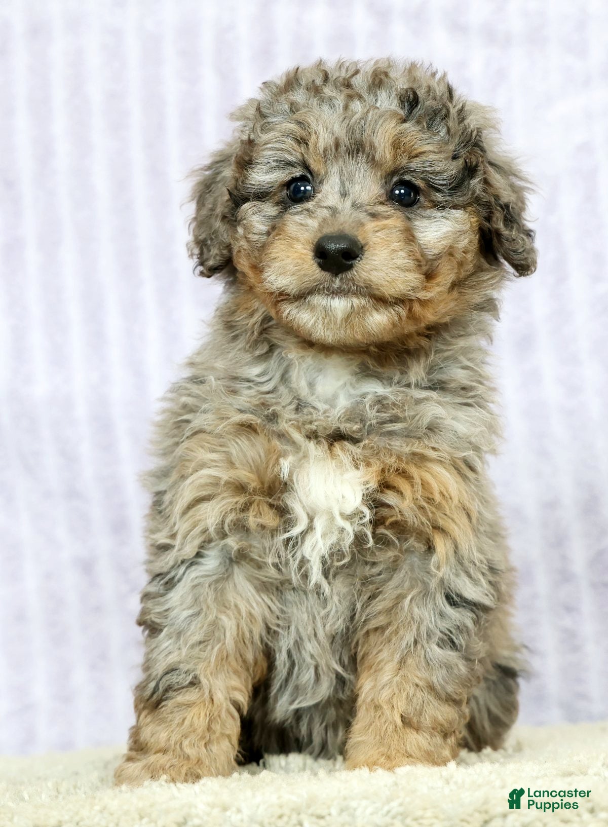 Mini Aussiedoodle dogs Megan - Ad 1