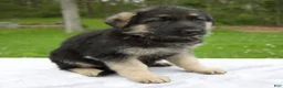 German Shepherd dogs for sale: Rose - Ad 3