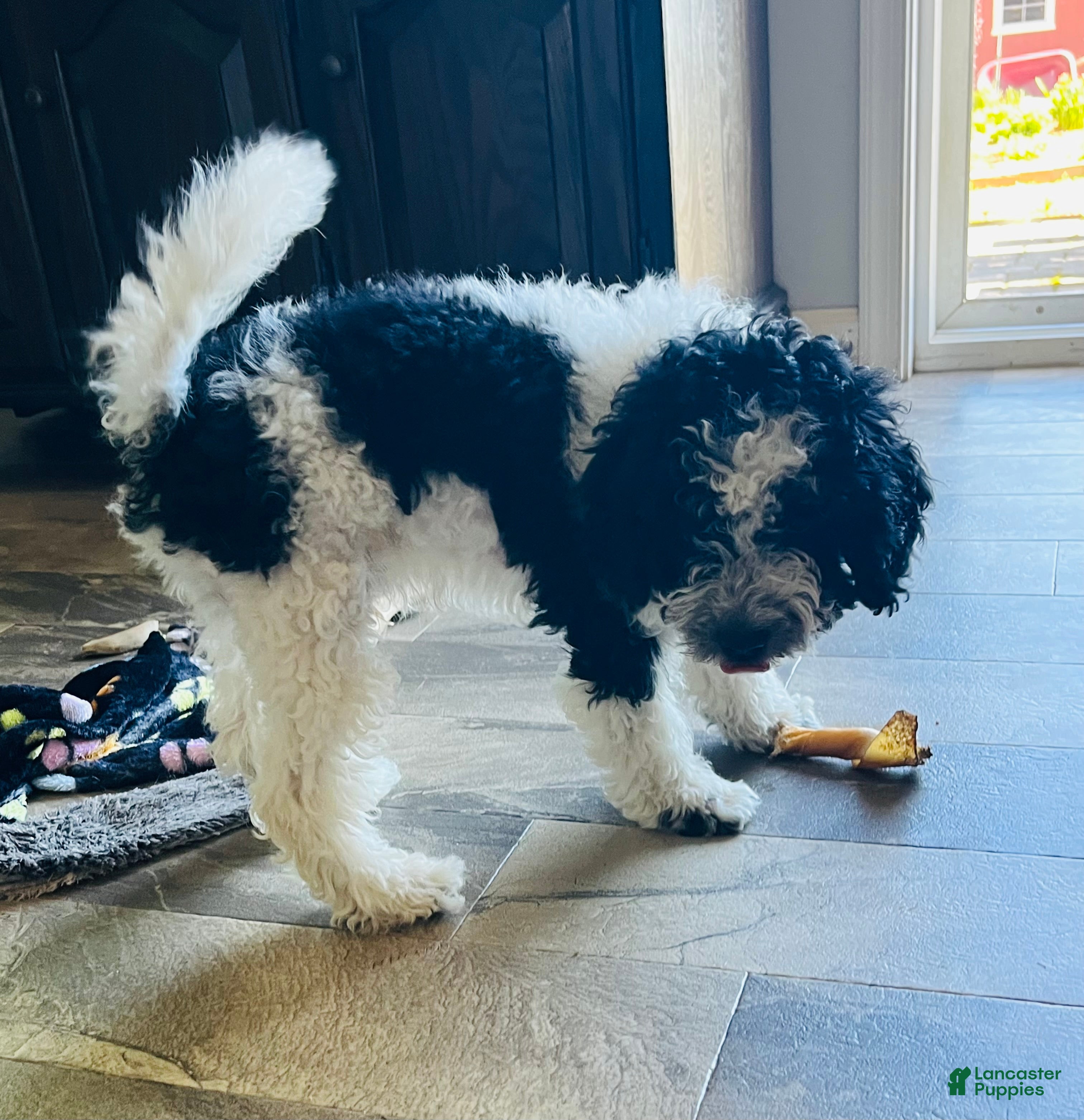 Cavapoo dogs Buzz - Ad 2