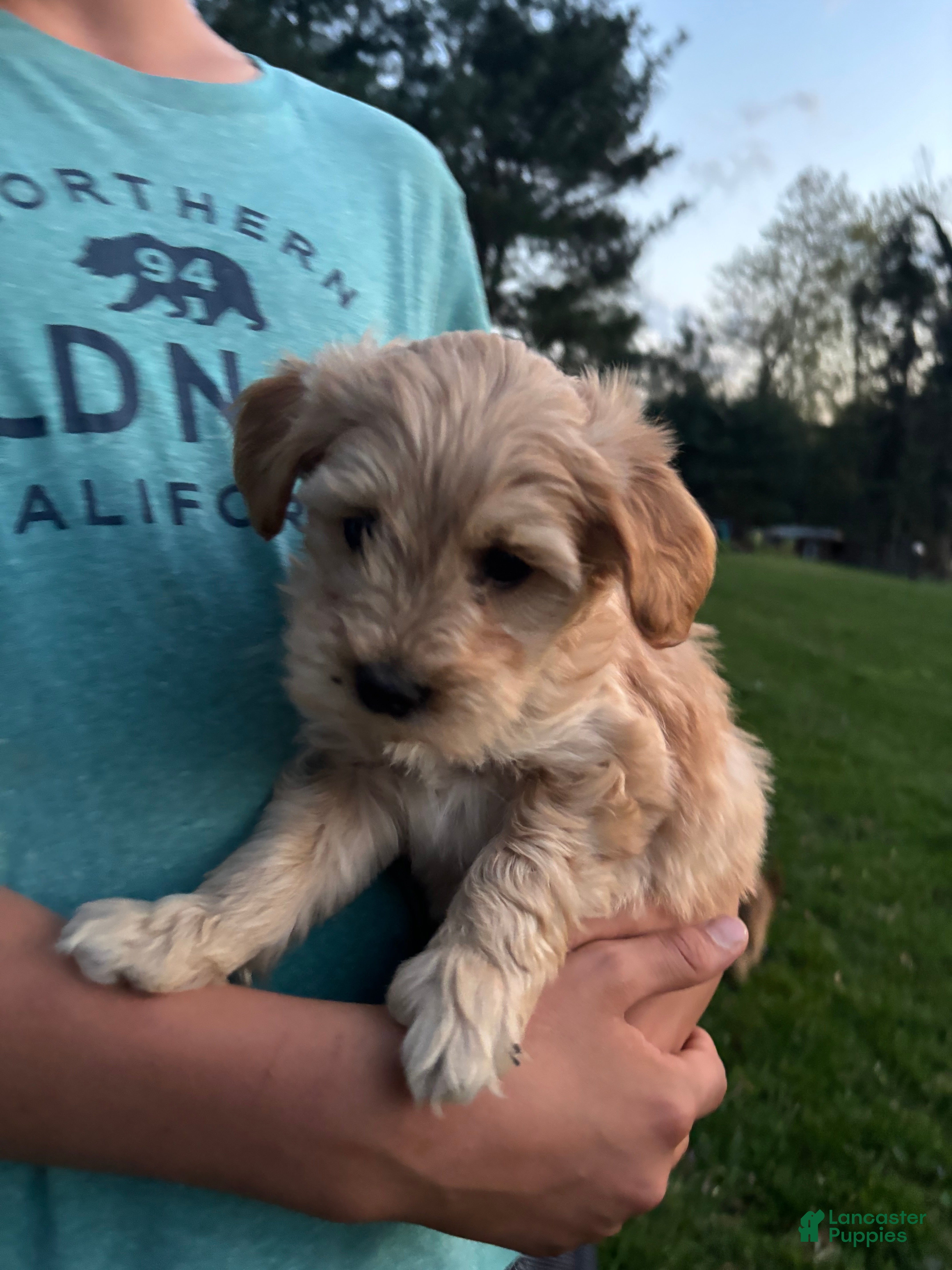 Mini Goldendoodle dogs Brody - Ad 2
