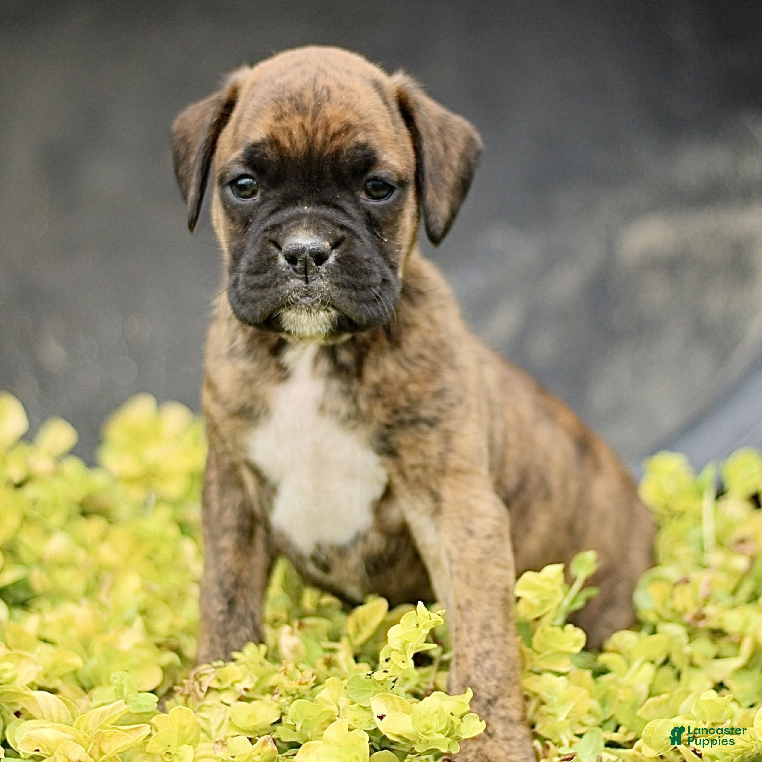 Boxer dogs Trax  - Ad 2