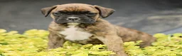 Boxer dogs for sale: Trax  - Ad 2