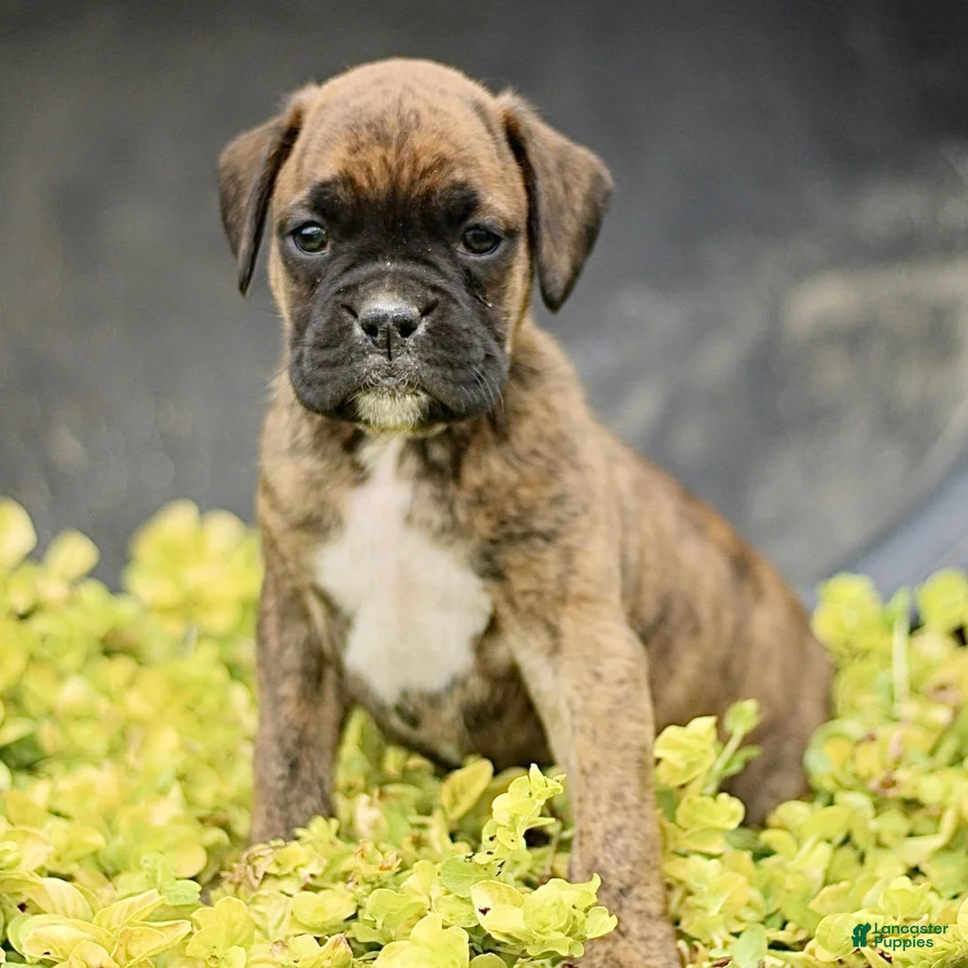 Boxer dogs for sale: Trax  - Ad 2