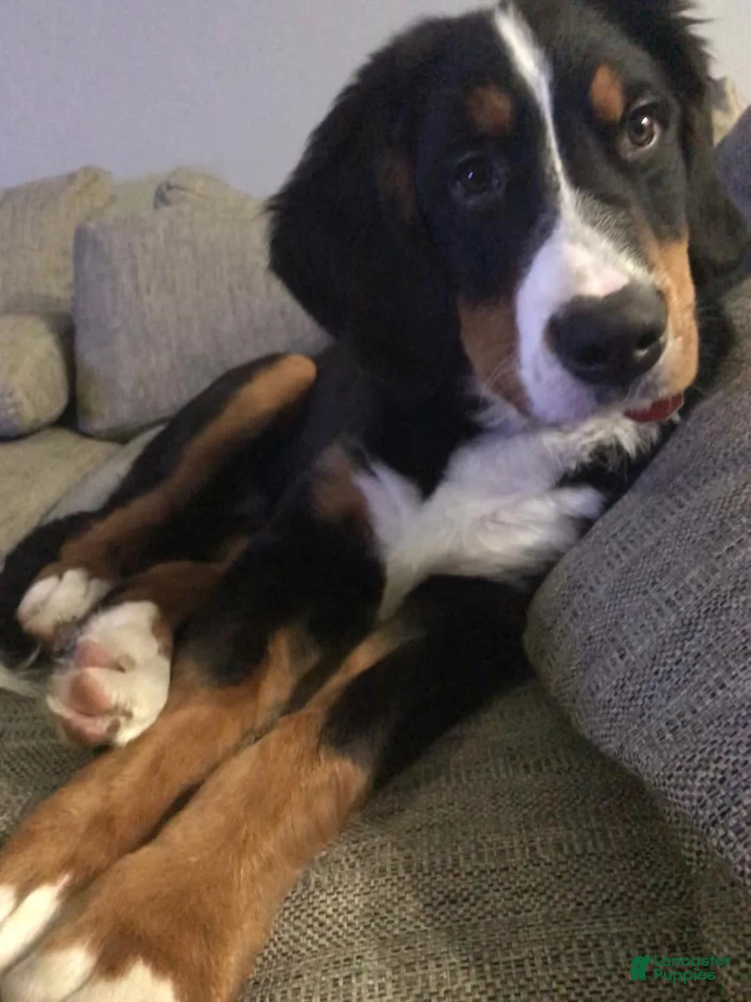 Gallery Image {{count}}