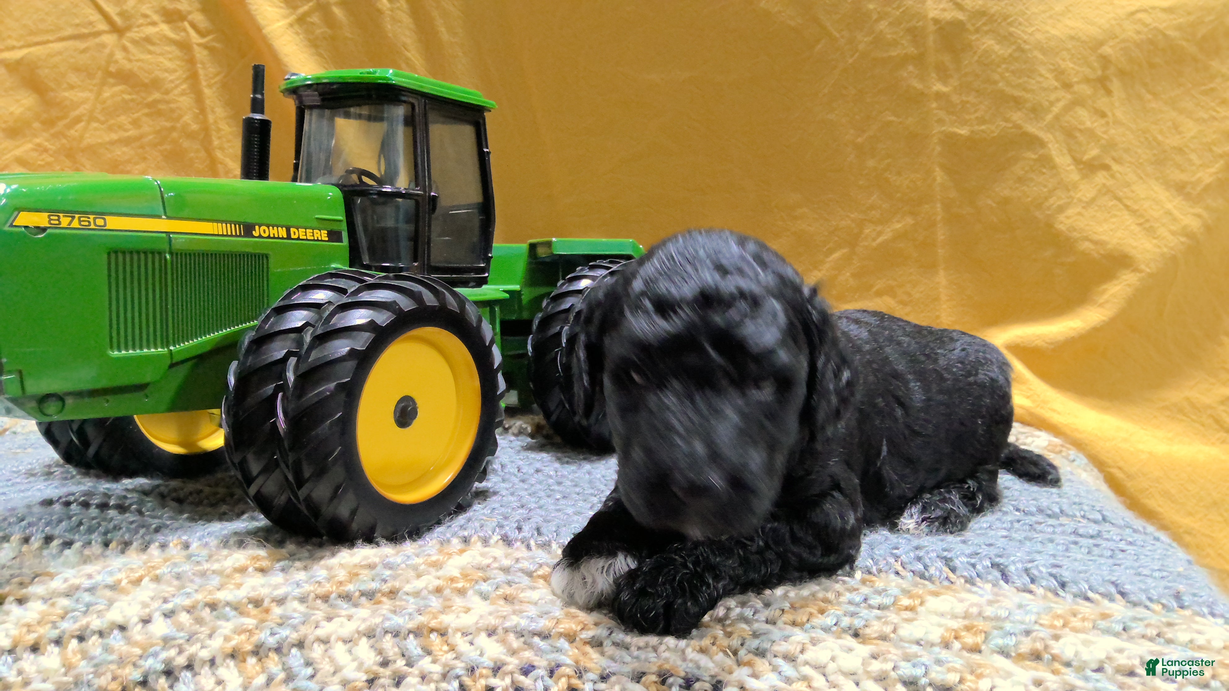 Mini Goldendoodle dogs Boe - Ad 1