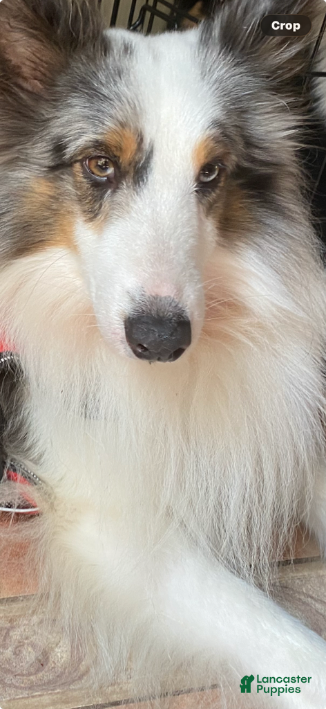 Shetland Sheepdog dogs Wolfie the blue Merle  - Ad 14