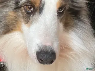 Shetland Sheepdog dogs Wolfie the blue Merle - Ad 14