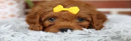 Cavapoo dogs for sale: Skye - Ad 11