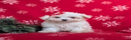 Maltese dogs for sale: Brea 7 lbs Full Grown - Ad 2
