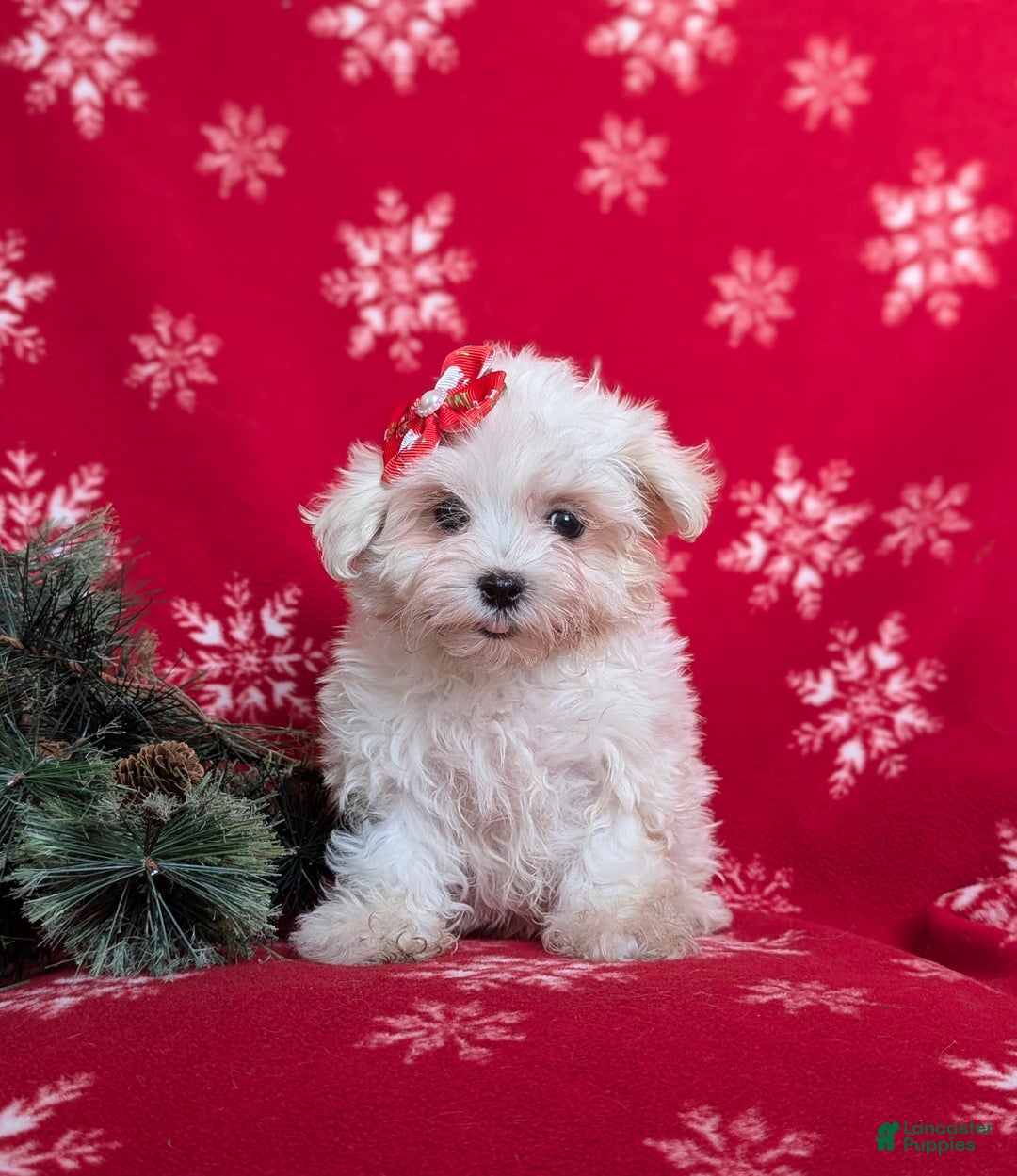 Maltese dogs for sale: Brea 7 lbs Full Grown - Ad 2
