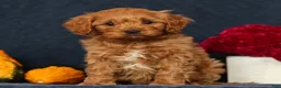 Cavapoo dogs for sale: Parker - Ad 8