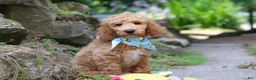 Standard Poodle dogs for sale: Leo - Ad 10