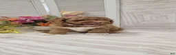 Cockapoo dogs for sale: Sonny - Ad 6