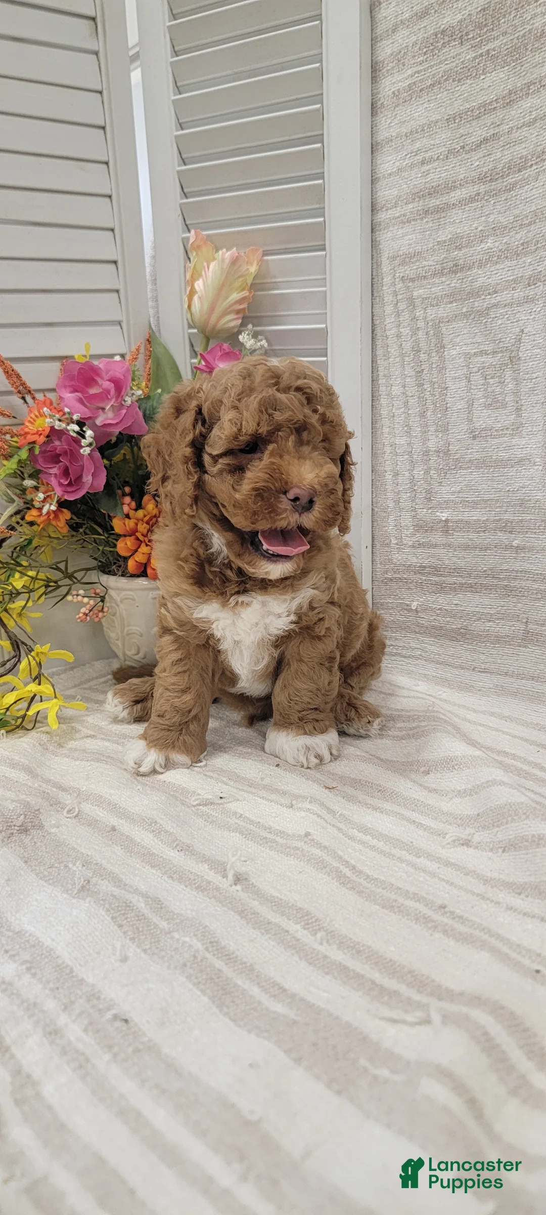 Cockapoo dogs for sale: Sonny - Ad 6