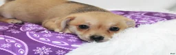 Chihuahua dogs for sale: Chihuahua 4 - Ad 4