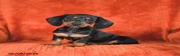 Miniature Dachshund dogs for sale: Angel - Ad 1