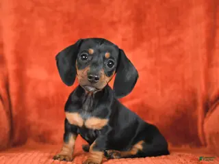 Miniature Dachshund dogs for sale: Angel - Ad 2
