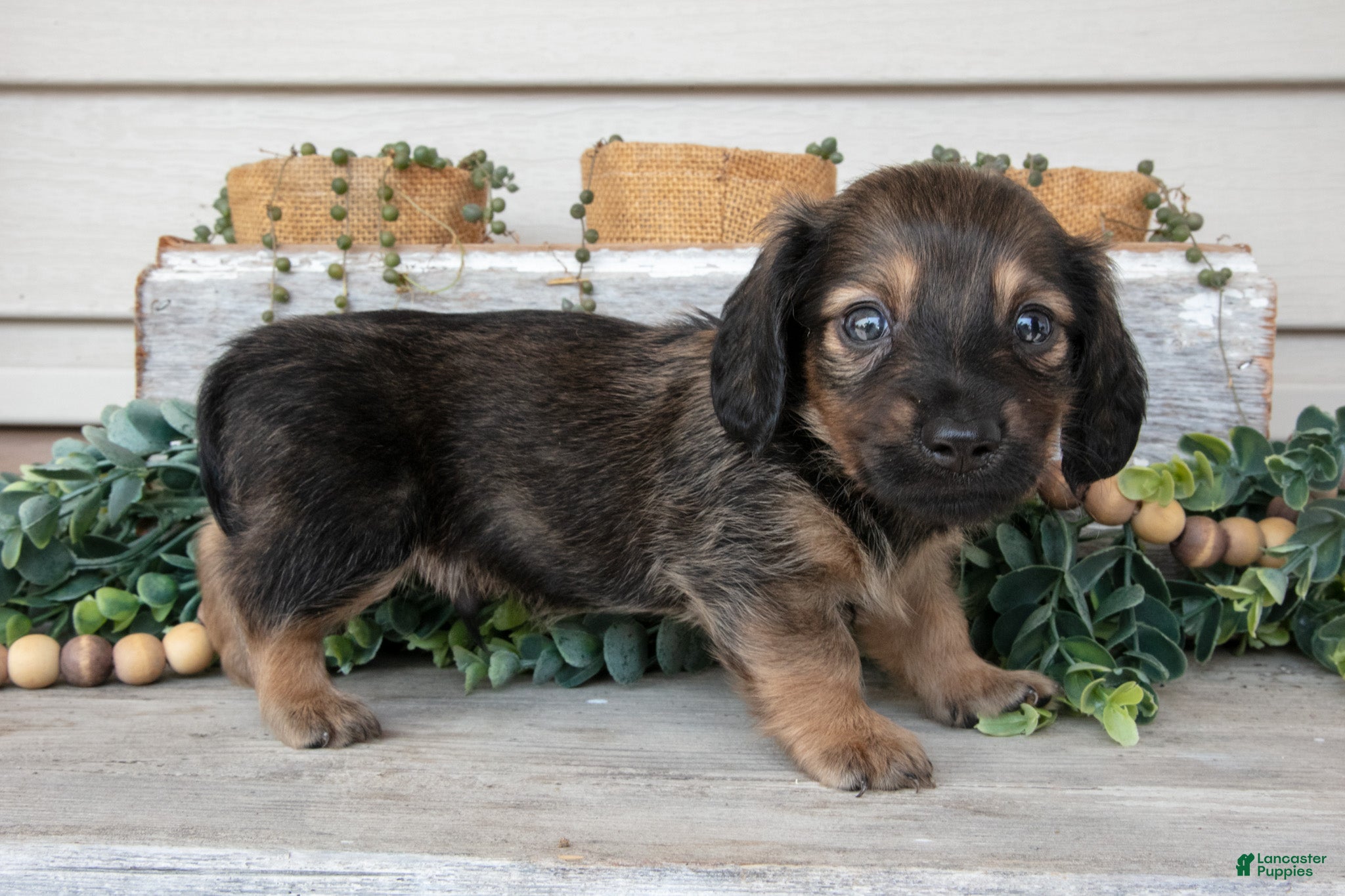 Miniature Dachshund dogs Tristian - Ad 1