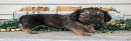 Miniature Dachshund dogs for sale: Tristian - Ad 1