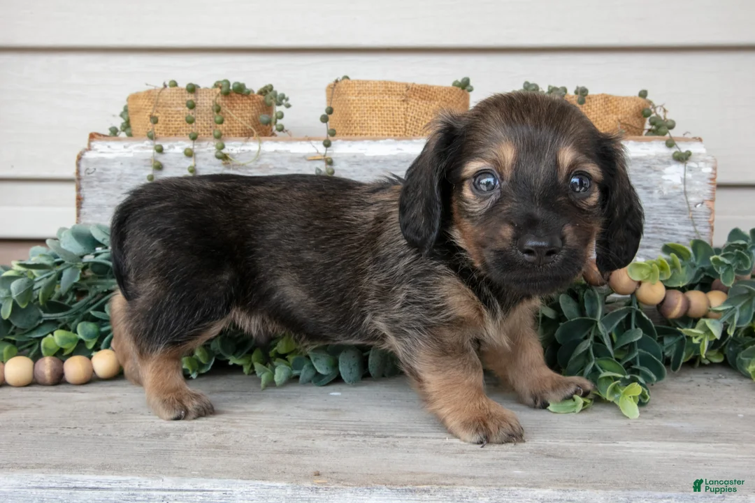 Miniature Dachshund dogs for sale: Tristian - Ad 1