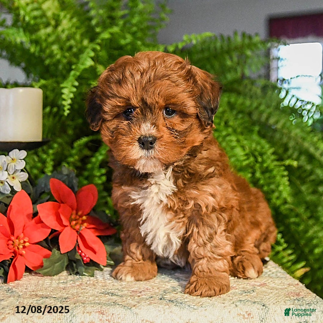 Shihpoo dogs for sale: Snickerdoodle - Ad 2
