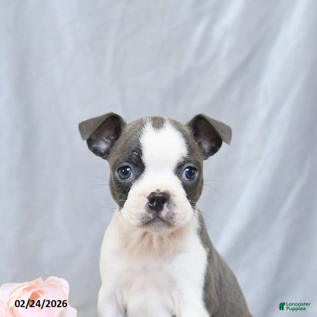 Boston Terrier dogs for sale: Flower - Ad 5