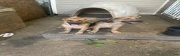German Shepherd dogs for sale: Lulu - Ad 5