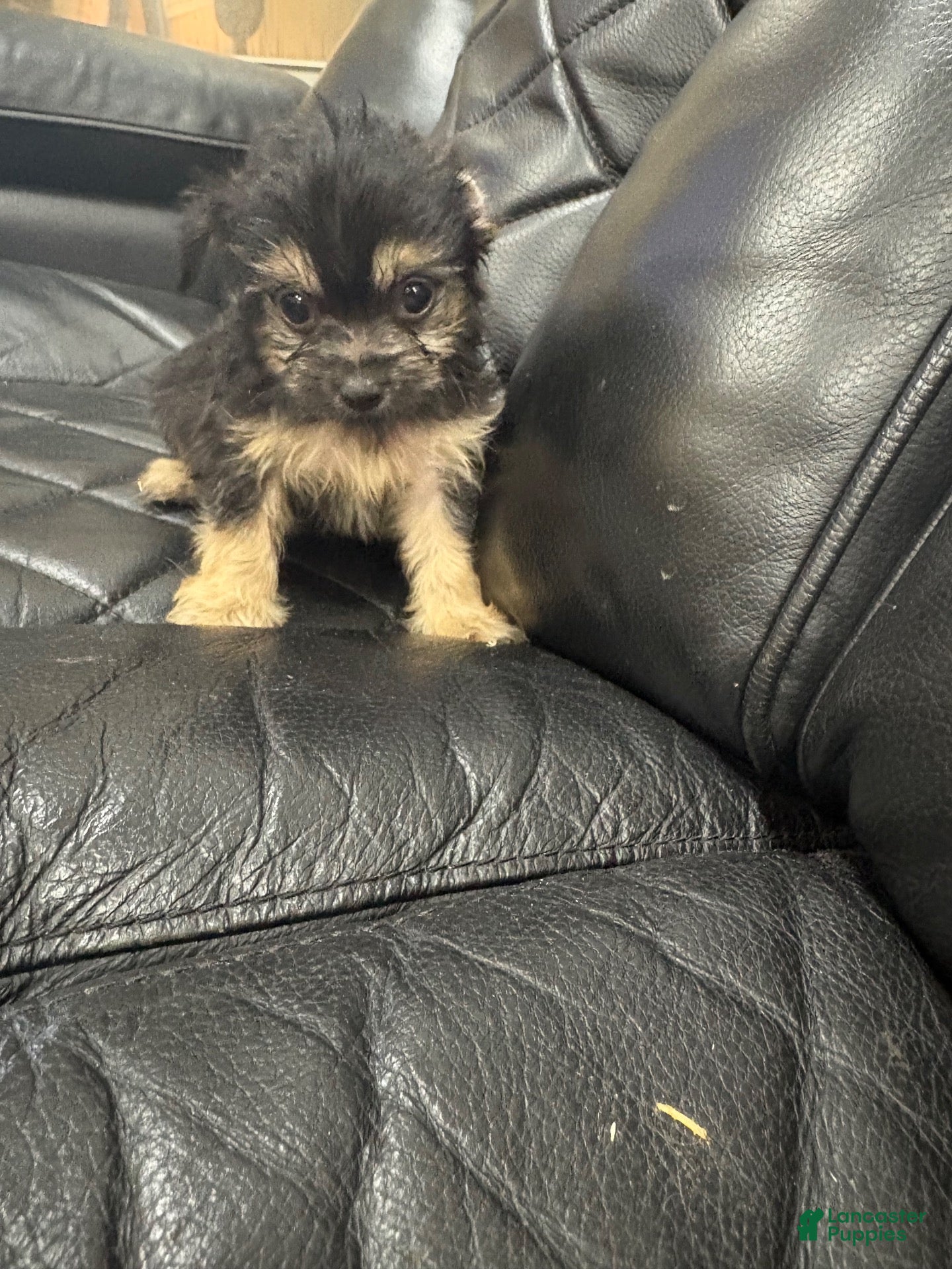 Morkie dogs Morkie 1 - Ad 6