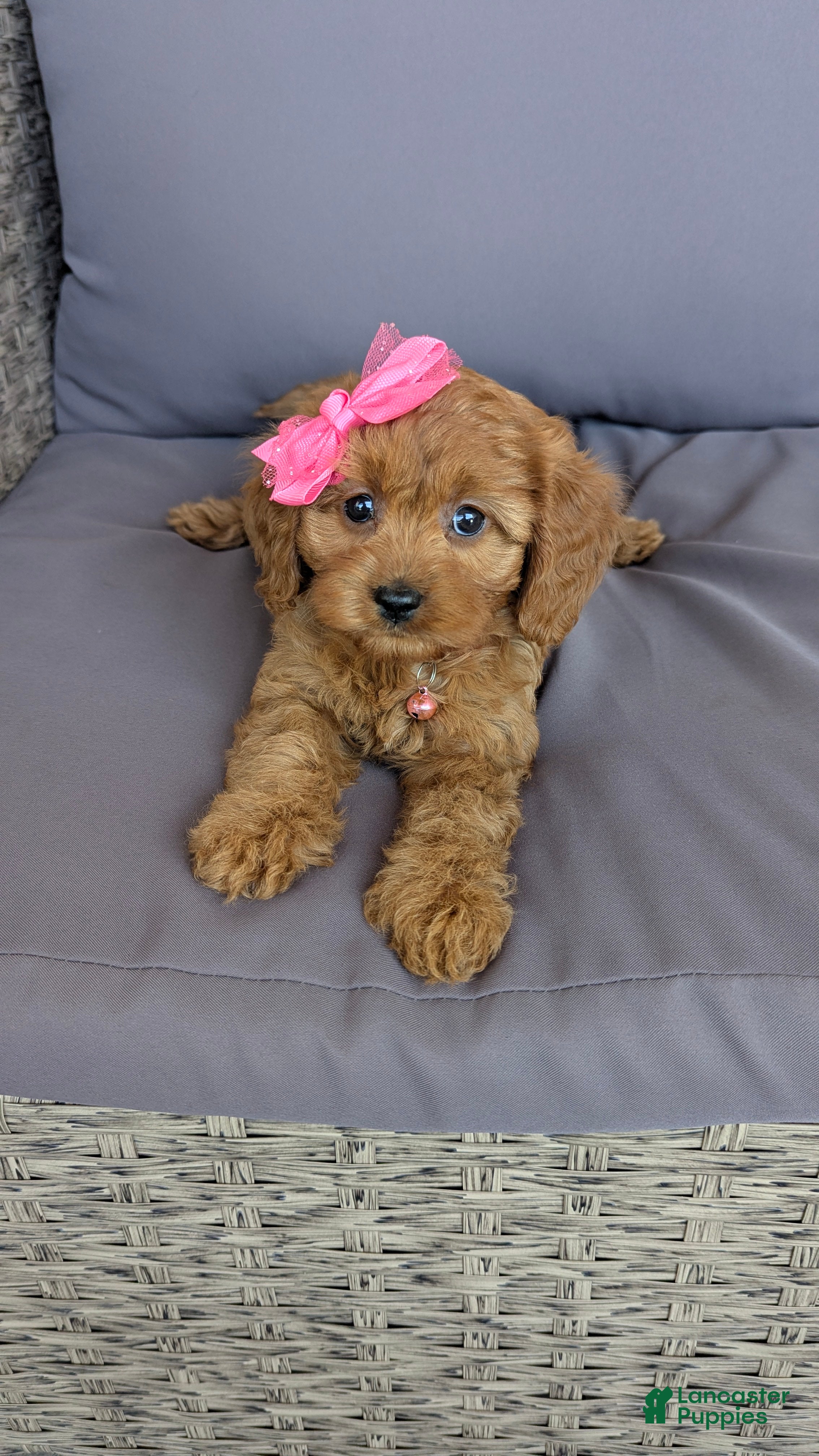 Cavapoo dogs Pearl  - Ad 2