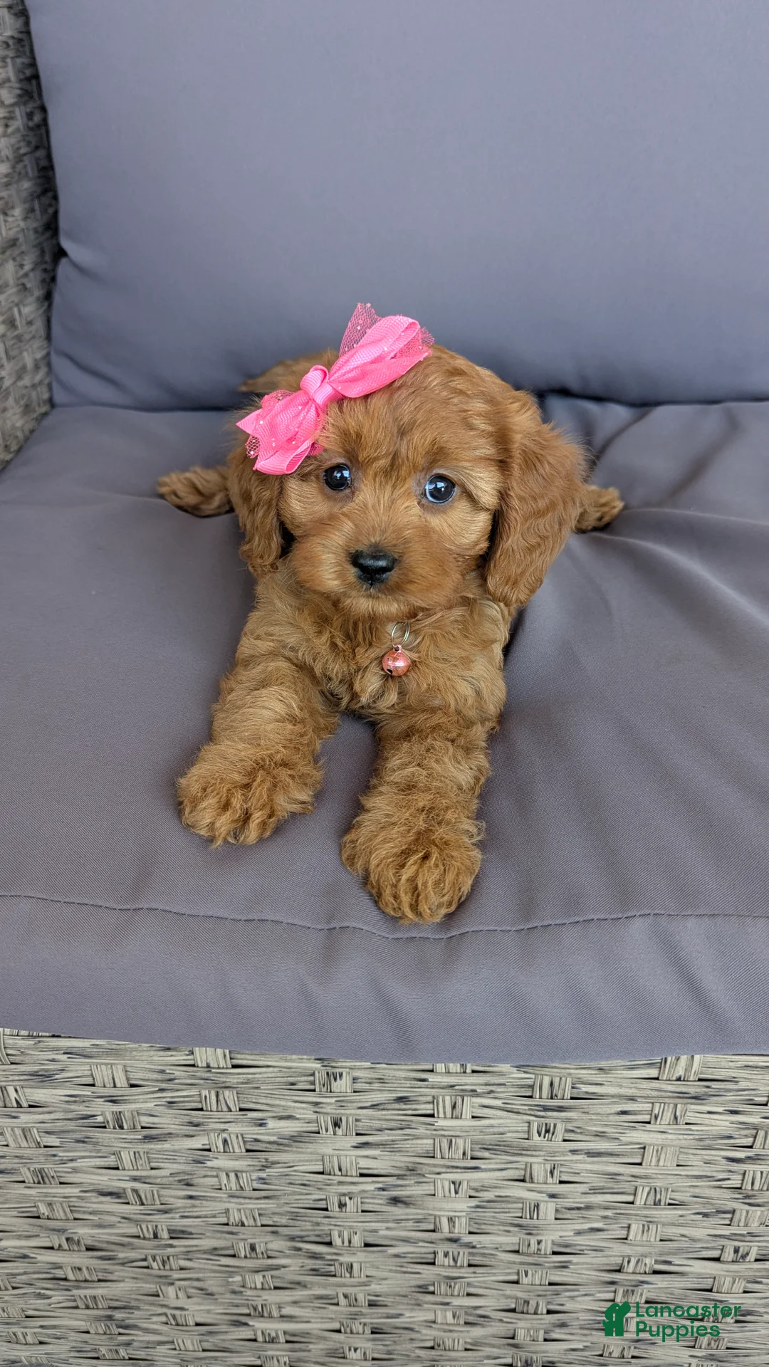 Cavapoo dogs for sale: Pearl  - Ad 2