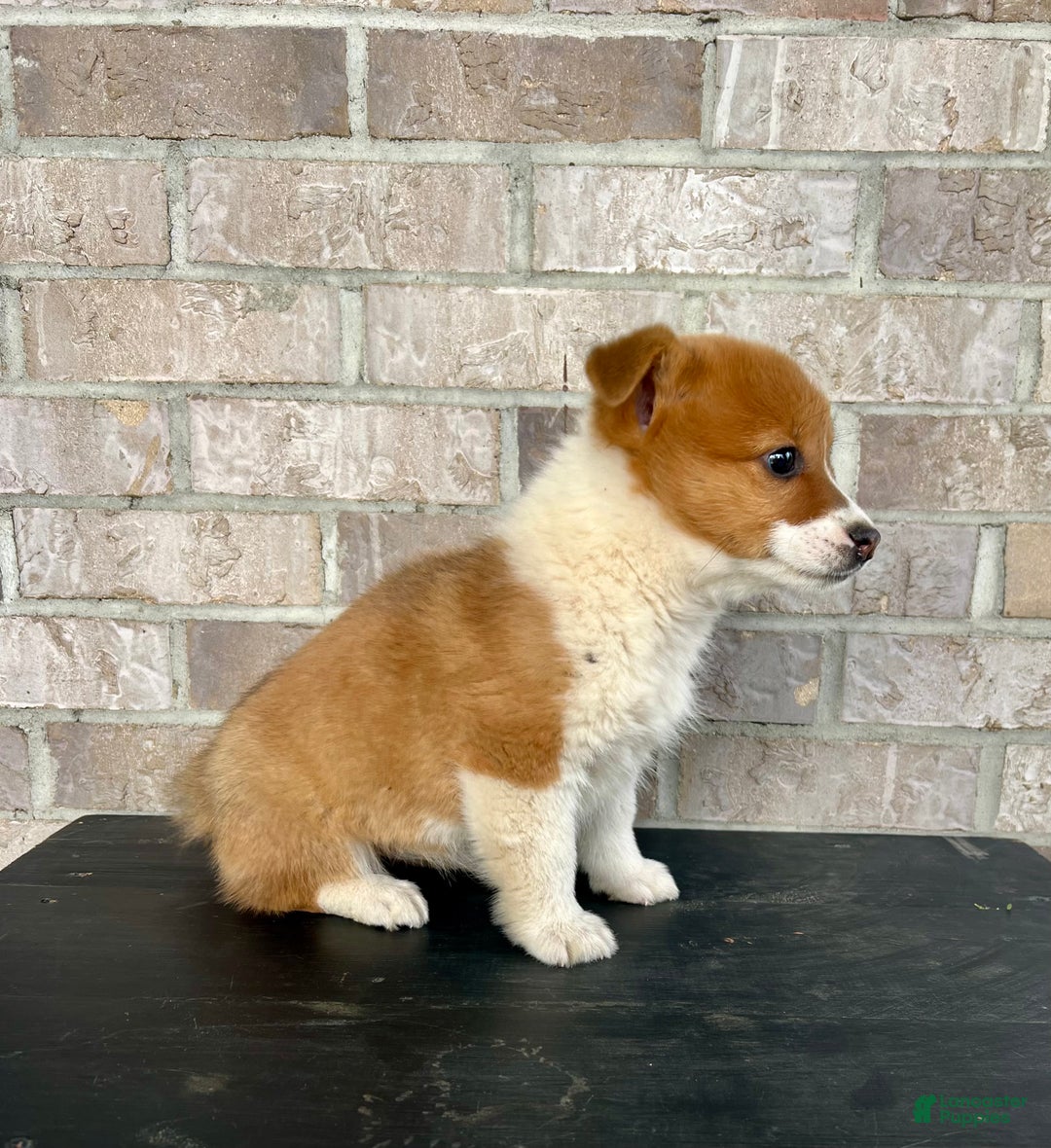 Welsh Corgi Pembroke dogs for sale: Grace - Ad 7