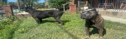 Cane Corso dogs for sale: Cane Corso Puppy 4 - Ad 7