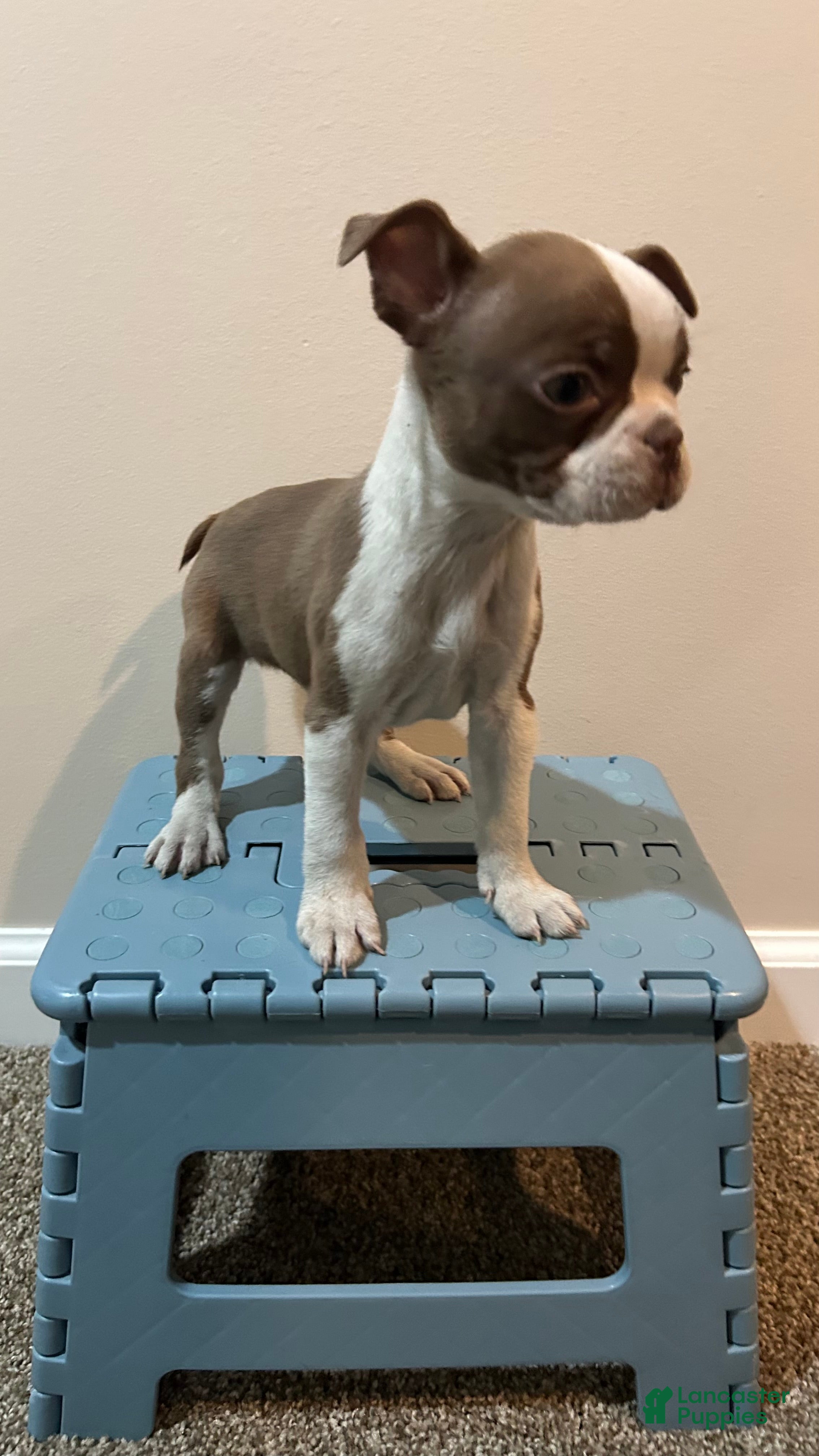 Boston Terrier dogs for sale: Suga - Ad 2