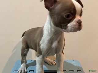 Boston Terrier dogs for sale: Suga - Ad 2