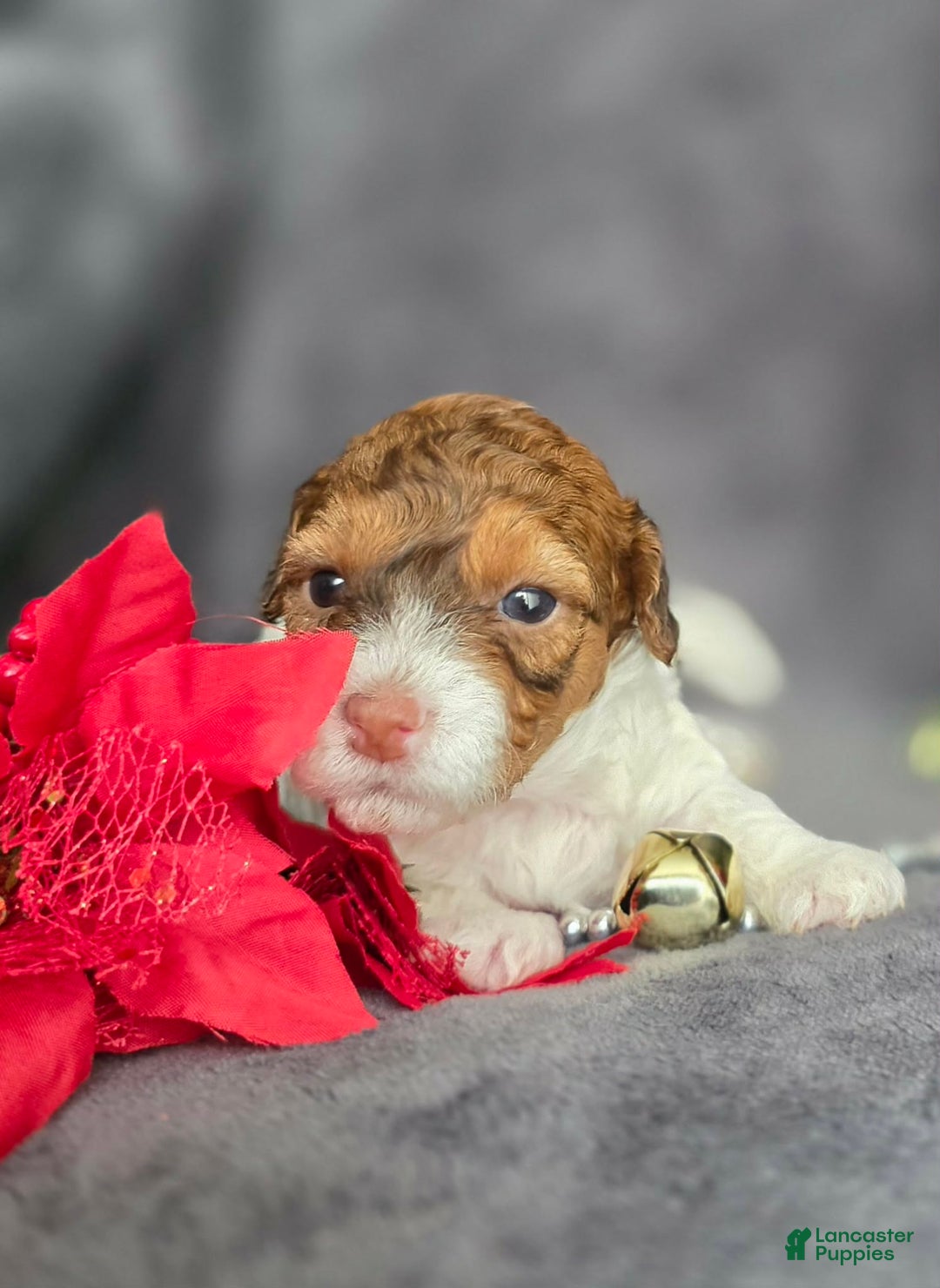 Havapoo dogs for sale: Julianne - Ad 2