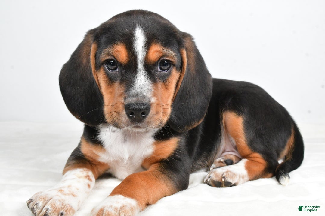 Beagle dogs for sale: Anthony - Ad 7