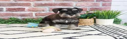 Miniature Schnauzer dogs for sale: Tristan  - Ad 2