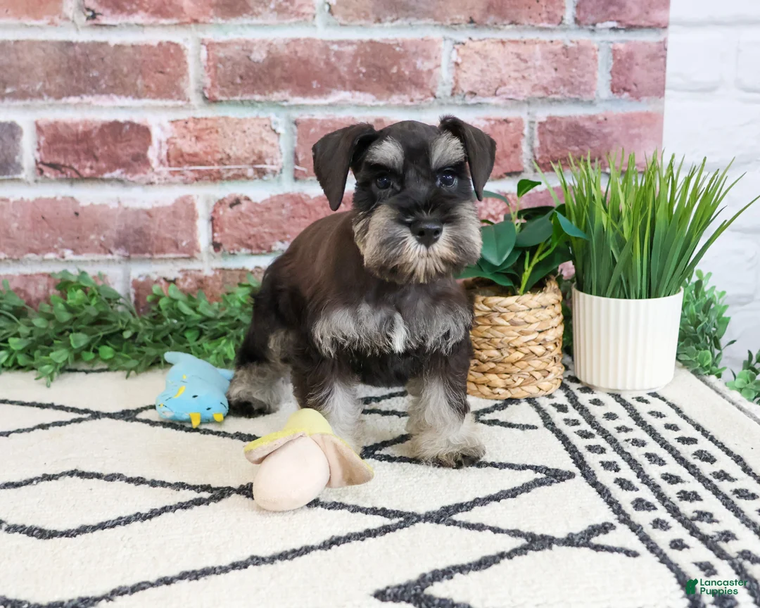 Miniature Schnauzer dogs for sale: Tristan  - Ad 2