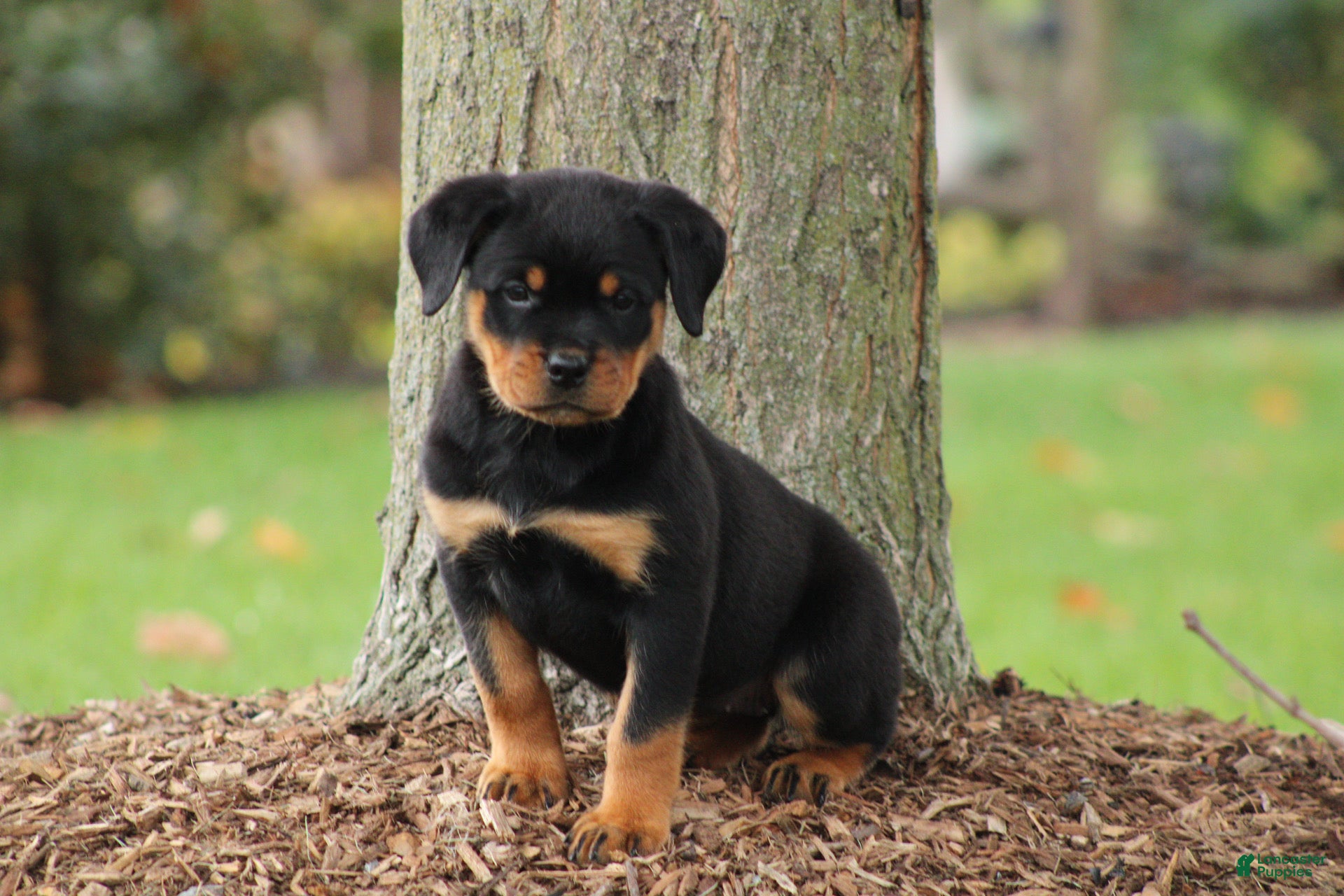 German Rottweiler Puppies for sale Lancaster Puppies