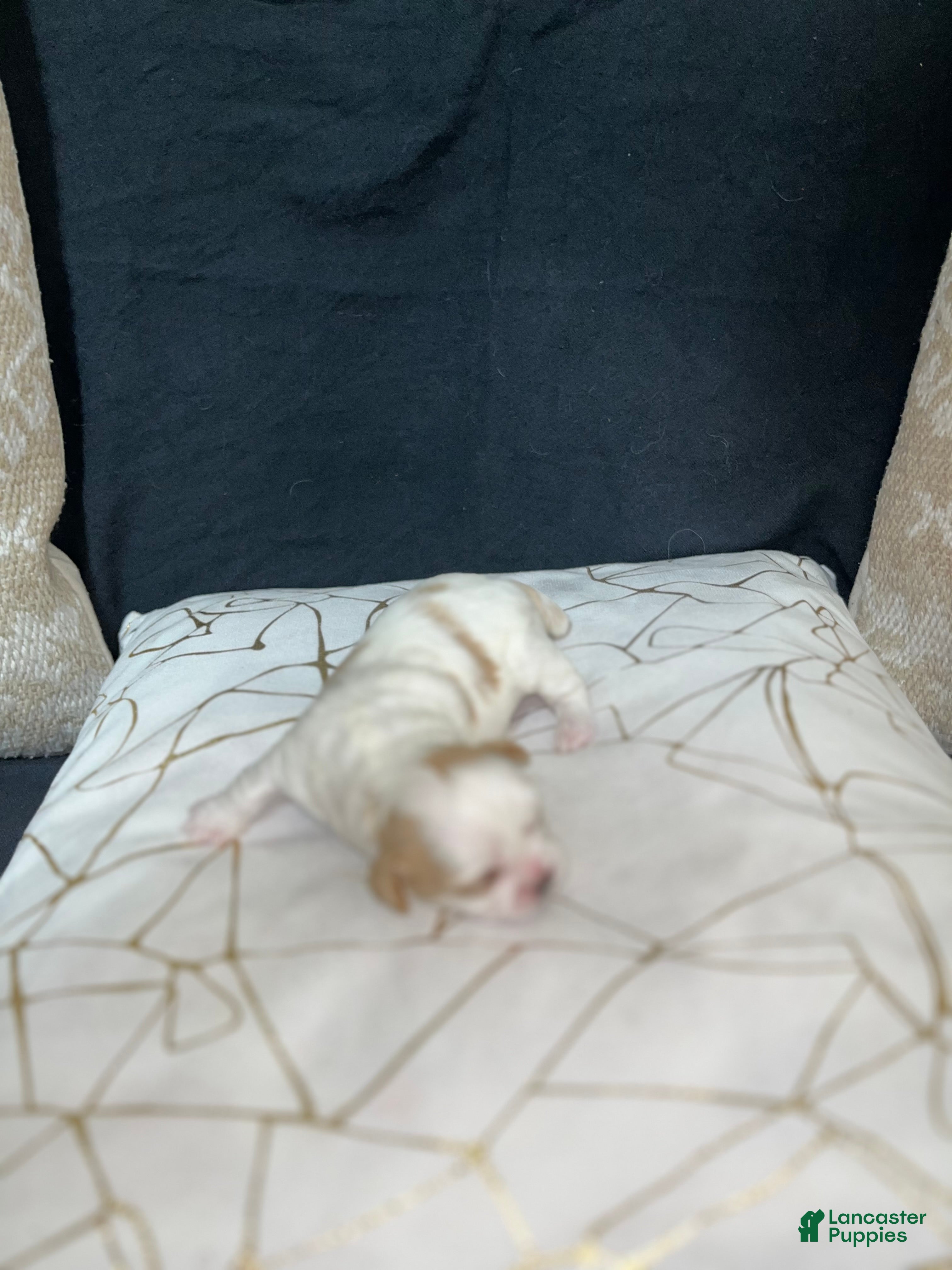 Shih Tzu dogs Daisy - Ad 34