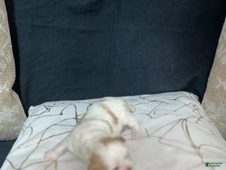 Shih Tzu dogs Daisy - Ad 26